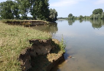 Monitoring natuurlijke oevers Maas